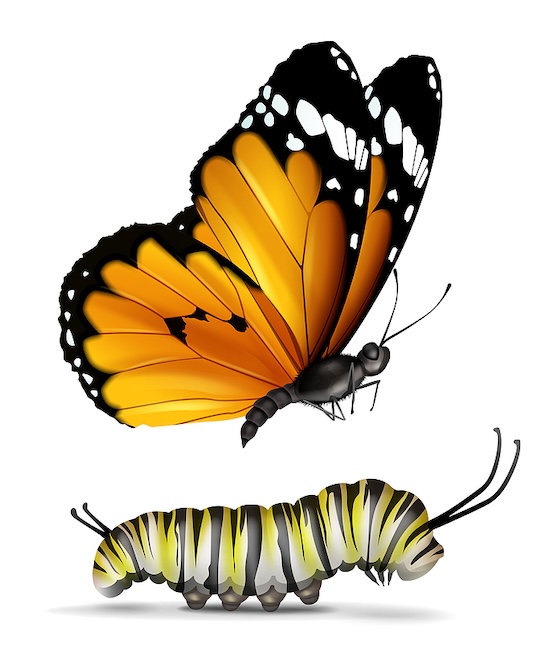 Butterfly and caterpillar