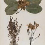 Emily Dickinson's herbarium