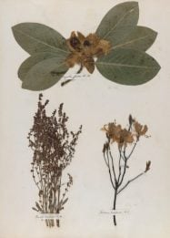 Emily Dickinson's herbarium