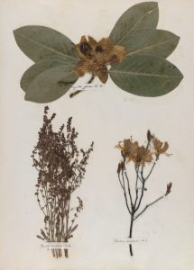 Emily Dickinson's herbarium